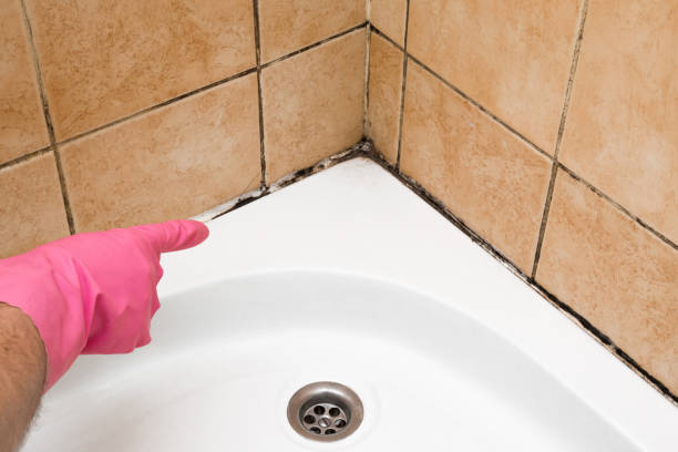 Best Basement Mold Remediation in Plymouth, NC